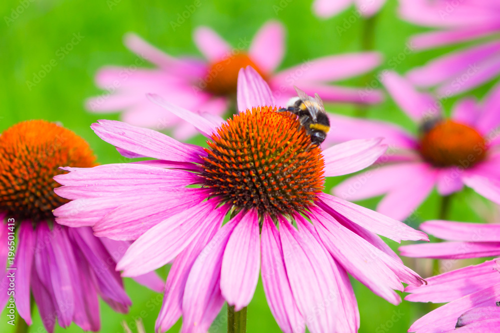Bumblebee on beautiful flowering Echinacea flower close-up on a green background - macro, spring, summer Bumblebee on beautiful flowering Echinacea flower close-up on a green background - macro, spring, summer