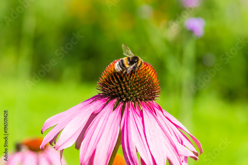 Bumblebee on beautiful flowering Echinacea flower close-up on a green background - macro, spring, summer