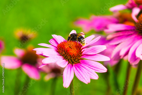 Bumblebee on beautiful flowering Echinacea flower close-up on a green background - macro, spring, summer © Stanislav Ostranitsa