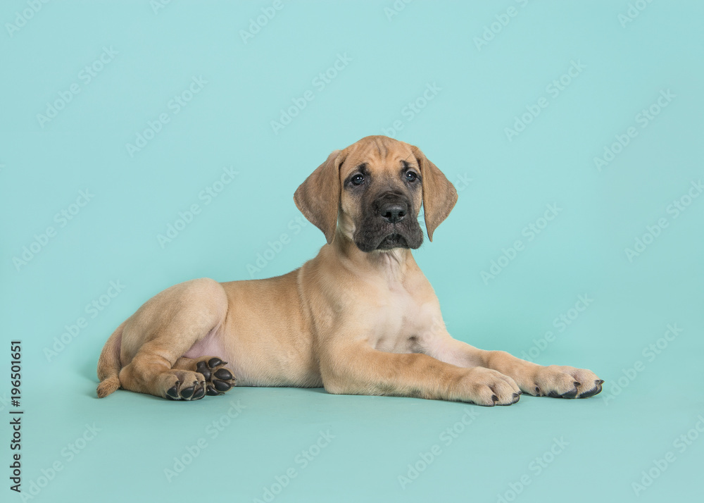 Cute yellow great dane puppy lying down seen from the side on a turquoise blue background