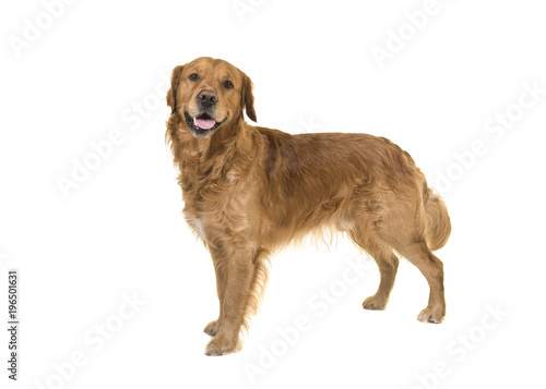Fototapeta Naklejka Na Ścianę i Meble -  Dark male golden retriever dog standing looking at the camera isolated on a white background