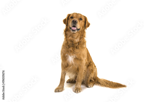Fototapeta Naklejka Na Ścianę i Meble -  Dark male golden retriever dog male sitting looking up with mouth open isolated on a white background