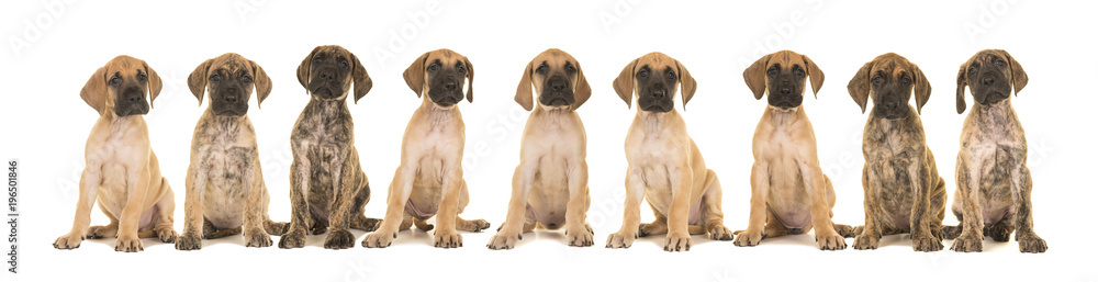 Litter of nine great dane puppies sitting in a row isolated on a white background