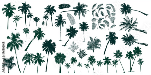 Fotótapéta tropical palm trees
