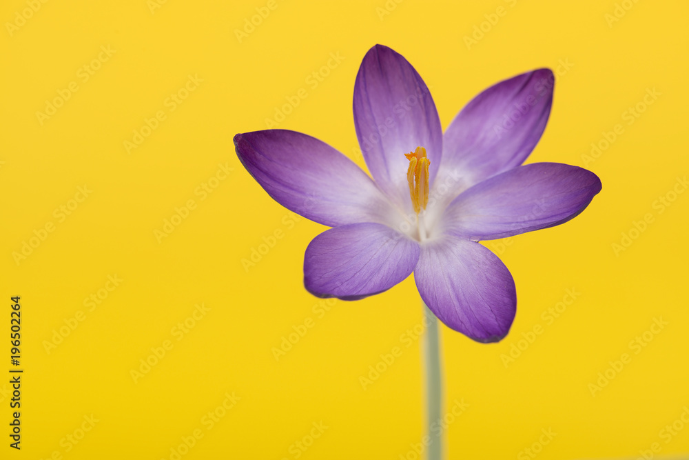 Naklejka premium Blooming purple crocus flower on a yellow background