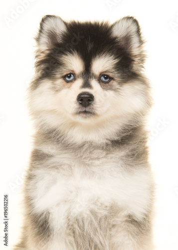 Fototapeta Naklejka Na Ścianę i Meble -  Portrait of a pomeranian puppy with blue eyes on a white background