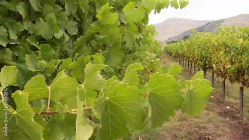 Grape vines blow in the wind at a Santa Barbara County vineyard, California. photo