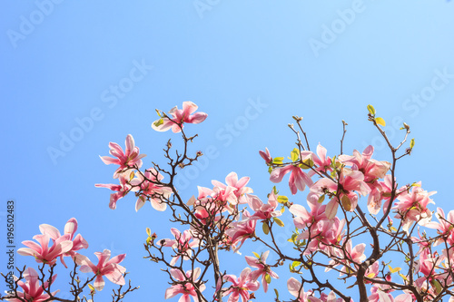 Magnolia tree blossom in the blue sky