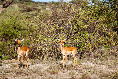 Male Impala gazelle in Masai Mara reserve, Kenya