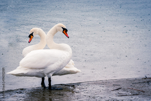 young white swans in the pond on a rainy day in early spring