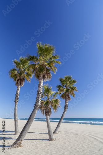 Mediterranean beach and palm tree in Costa Daurada,Catalonia,Spain.