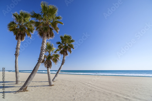 Mediterranean beach and palm tree in Costa Daurada Catalonia Spain.