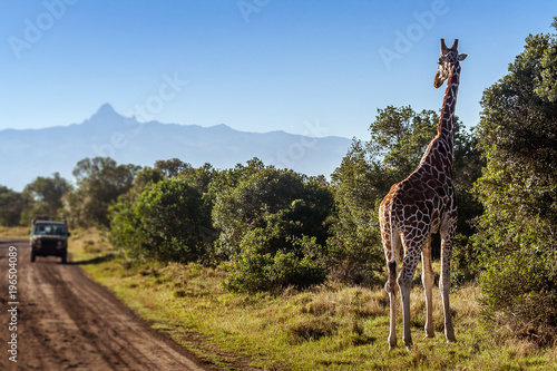 Giraffe looking at tourists in the African Savannah, Kenya