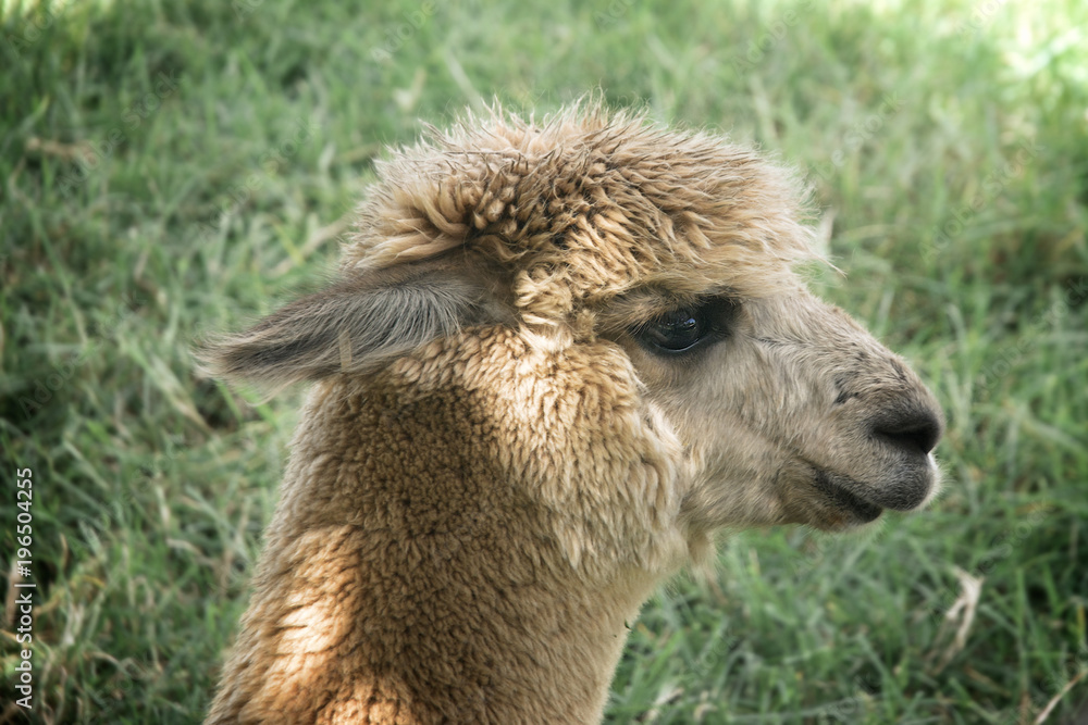 lama alpaca head