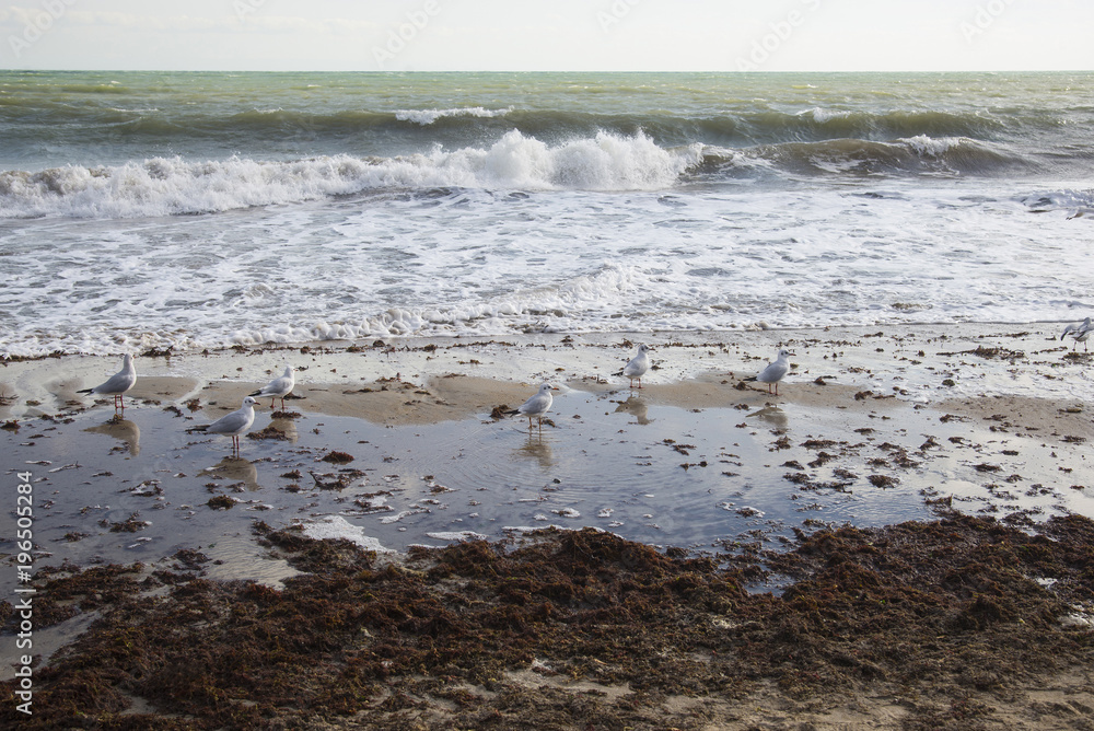 Seagulls on the coast of Black sea Seagulls on the coast of Black sea
