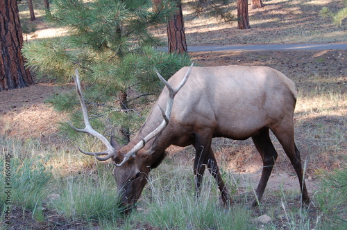 Elk