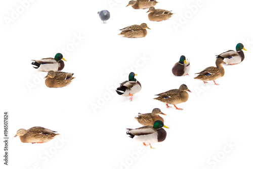 A flock of ducks on white snow in winter