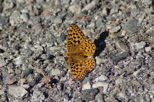 Callippe Fritillary Butterfly