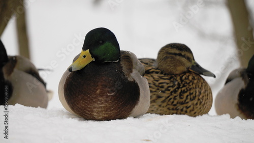 Wild ducks in the winter © vladimir