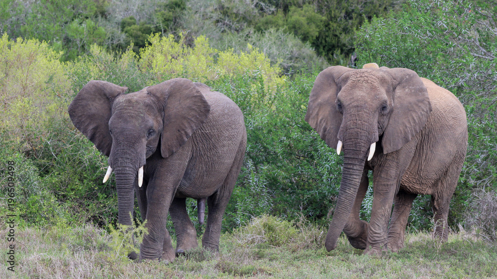 African elephants (Loxodonta africana)