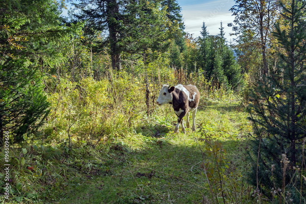 A black and white cow walks along a forest road illuminated by the sun. A black and white cow walks along a forest road illuminated by the sun.