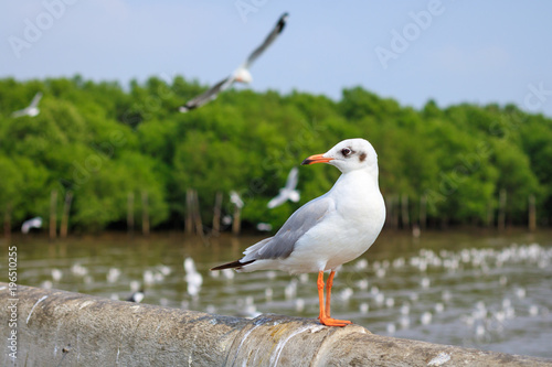 White seagull standing on the bridge in nature background.
