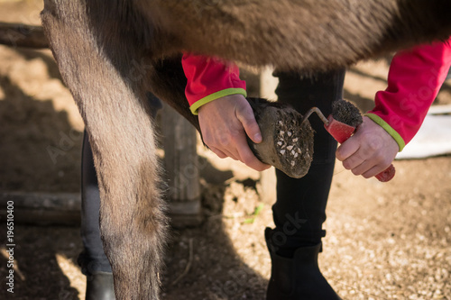 Horizontal View of a Girl Cleaning the Clog of a Horse with a Hoof Pick before Riding. Taranto, South of Italy