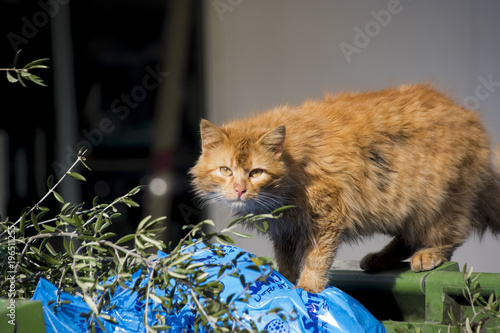 Homeless cat sitting on a garbage can photo