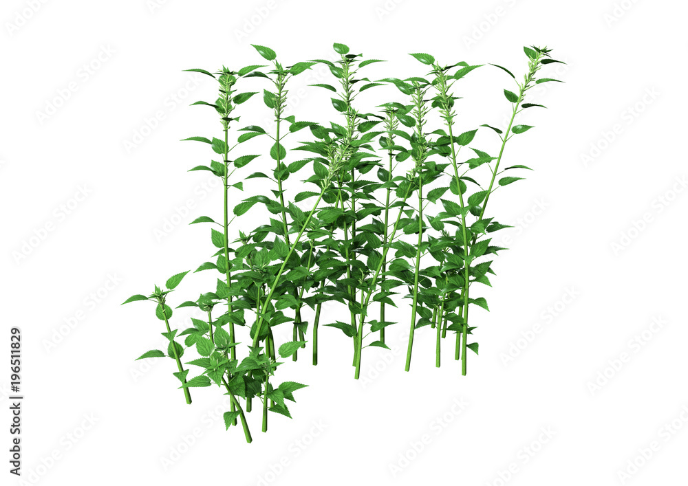 3D Rendering Common Nettle on White 3D Rendering Common Nettle on White