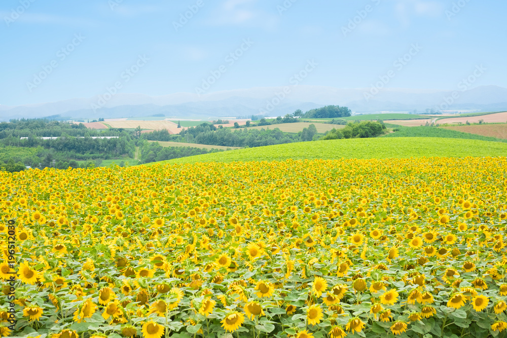 SunFlower Field in Hokkaido SunFlower Field in Hokkaido