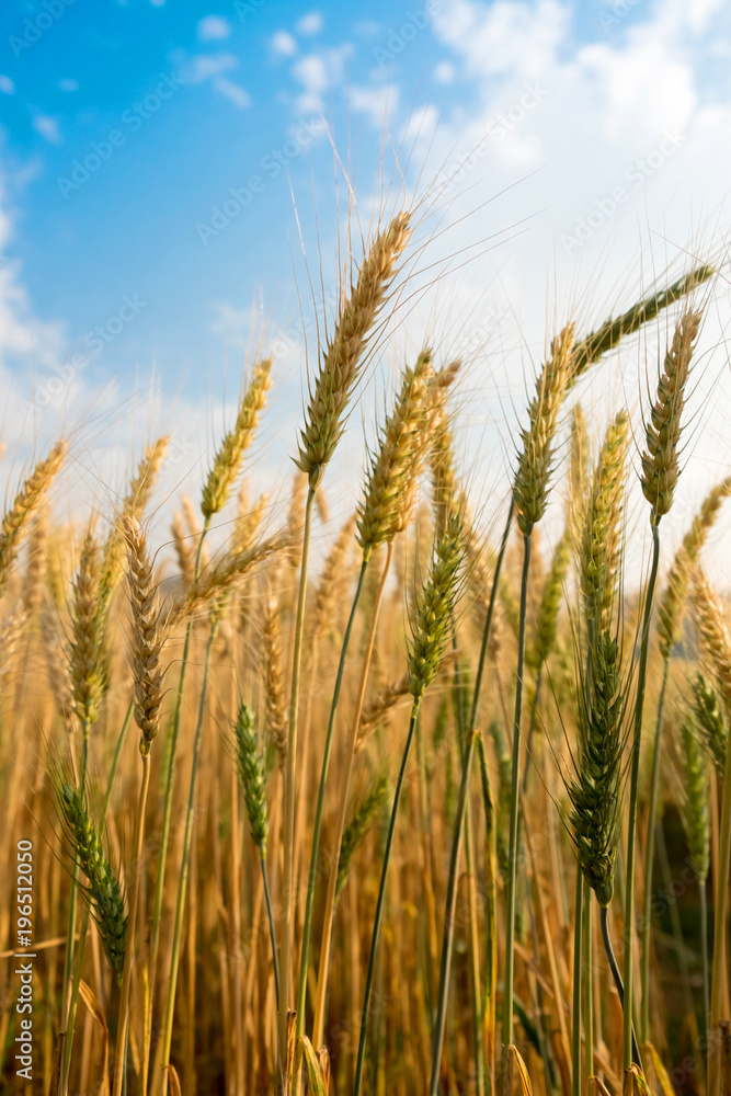 Barley Wheat field in golden glow and cloud blue sky in Chaingmai Thailand Barley Wheat field in golden glow and cloud blue sky in Chaingmai Thailand