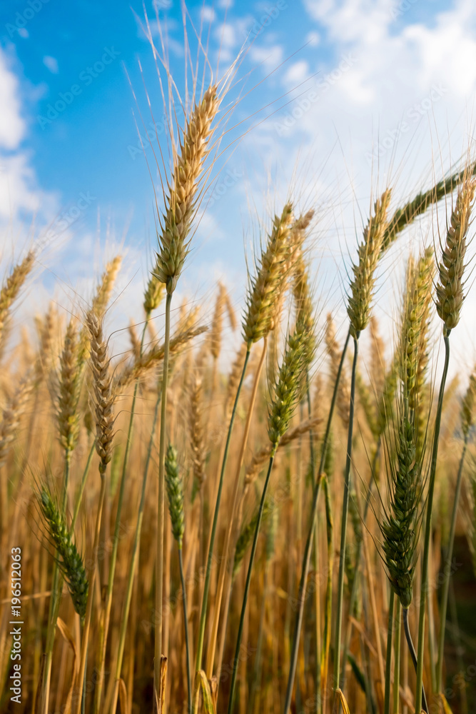 Barley Wheat field in golden glow and cloud blue sky in Chaingmai Thailand Barley Wheat field in golden glow and cloud blue sky in Chaingmai Thailand