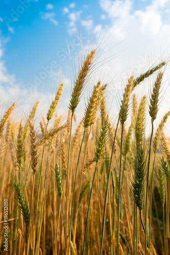 Wallpaper Mural Barley Wheat field in golden glow and cloud blue sky in Chaingmai Thailand Torontodigital.ca