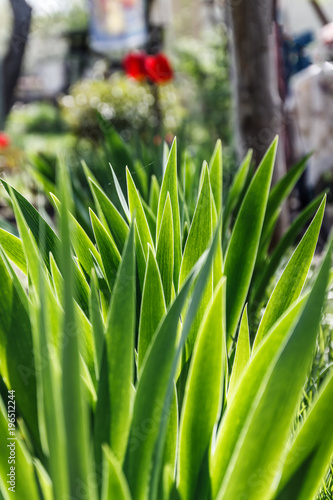 Fototapeta Naklejka Na Ścianę i Meble -  Green leaves in garden in sunlight in spring