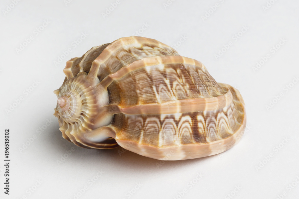 Beautiful ocean shell