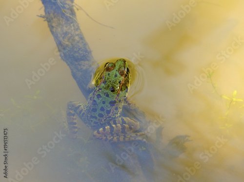 Rare Leopard frog alone on branch in muddy water, Alajar, Spain