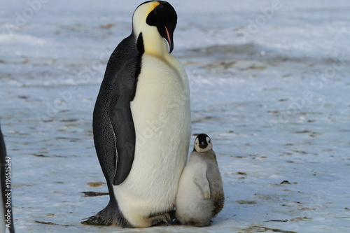 Emperor penguins  aptenodytes forsteri with Chicks in the colony on the ice of the Davis sea  East Antarctica