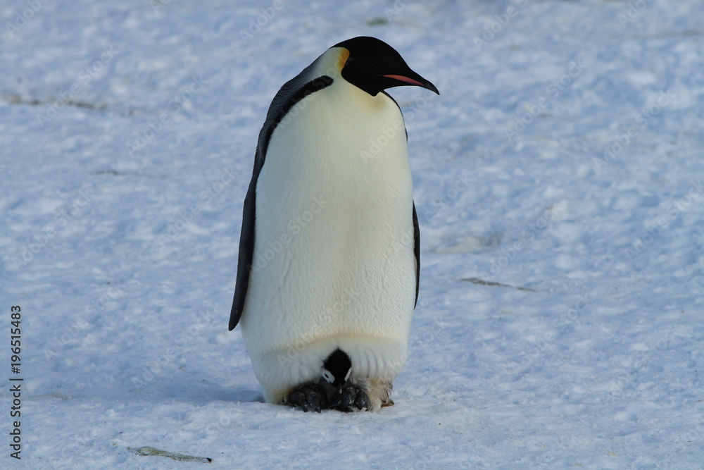 Obraz premium Emperor penguins(aptenodytes forsteri)Chicks in colony on the sea ice of Davis sea,Eastern Antarctica