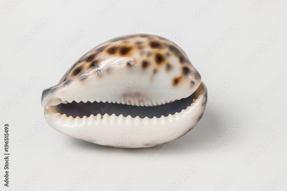 Tropical sea shell isolated on white. The shell is spiral with delicate spines.