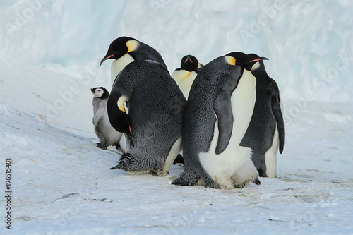 Emperor penguins aptenodytes forsteri Chicks in colony on the sea ice of Davis sea Eastern Antarctica