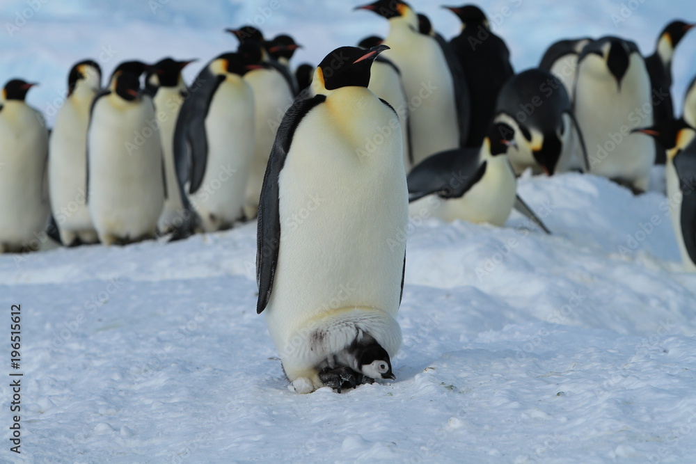 Obraz premium Emperor penguins(aptenodytes forsteri)Chicks in colony on the sea ice of Davis sea,Eastern Antarctica