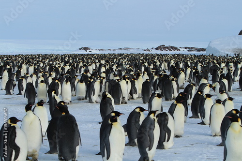 Obraz na plátně Emperor penguins(aptenodytes forsteri)Chicks in colony on the sea ice of Davis s