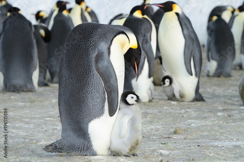 Emperor penguin  aptenodytes forsteri with a baby bird in the colony  the area of the Haswell archipelago