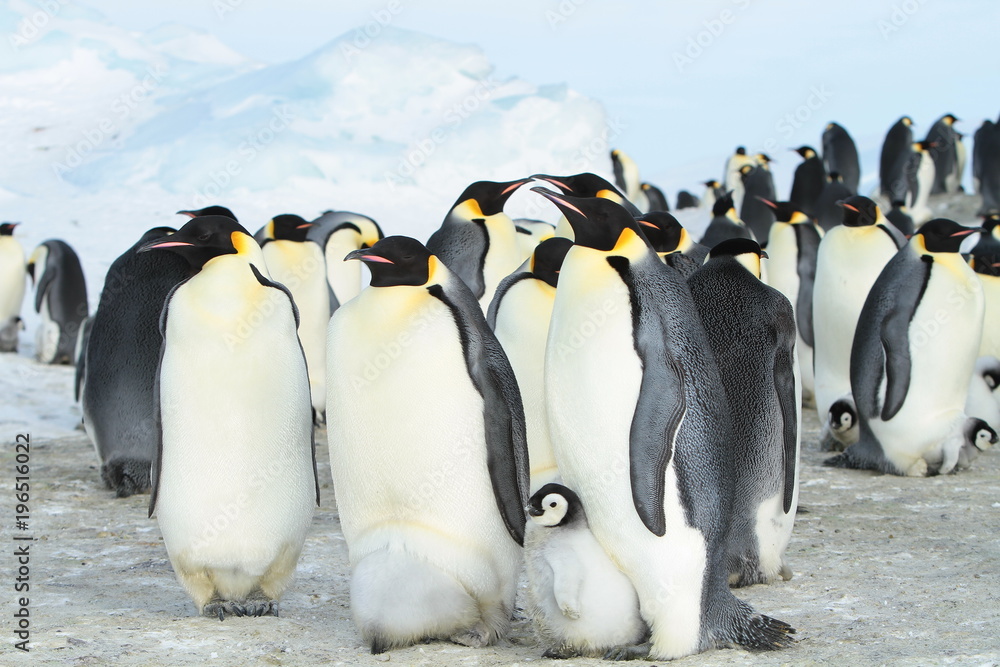 Obraz premium Emperor penguins (aptenodytes forsteri)with Chicks in the colony on the ice of the Davis sea, East Antarctica