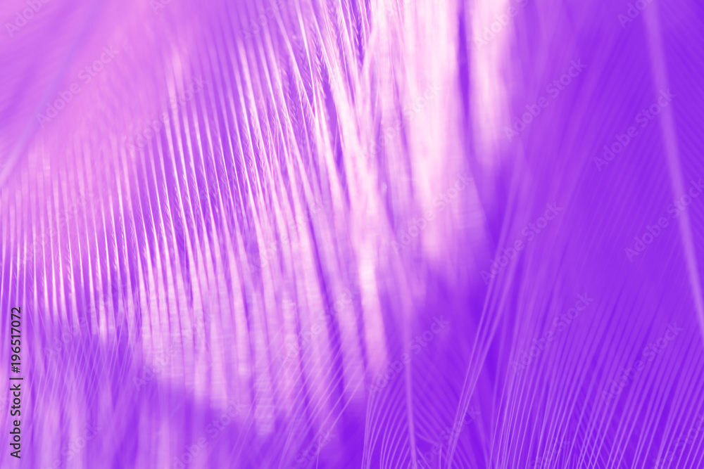 Bird and chickens feather texture for background Abstract,blur style and soft color of art design. Bird and chickens feather texture for background Abstract,blur style and soft color of art design.