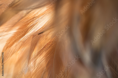 Bird and chickens feather texture for background Abstract blur style and soft color of art design.