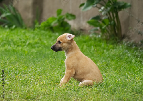 Cute greyhound puppy playing in the garden