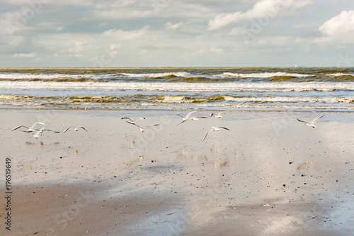 Fliegene Möwen am Strand von Blankenberege Belgien