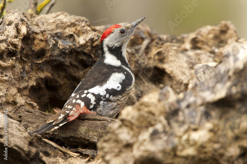 Middle spotted woodpecker. Dendrocopos medius