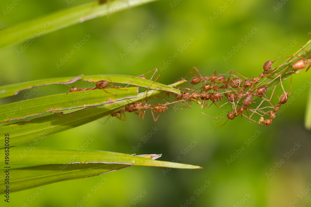 Ants action pulling green leaf.Ant bridge unity team,Concept team work together Ants action pulling green leaf.Ant bridge unity team,Concept team work together